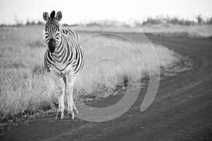 Zebra stands on a dirt road in black and white