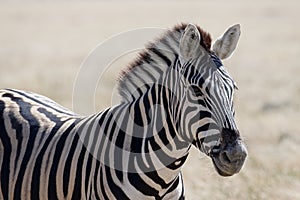 A zebra stands proudly, side on to the camera with its ears forward