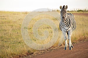 Zebra stands watching
