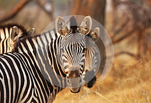 Zebra stare