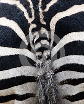 Zebra stipes