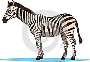 Zebra, striped horse, African savannah animal, cartoon vector