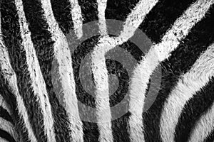 Zebra striped skin fur pattern