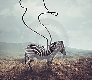 Zebra and stripes