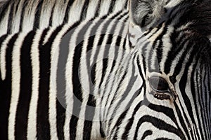 Zebra stripes