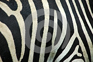 Zebra stripes