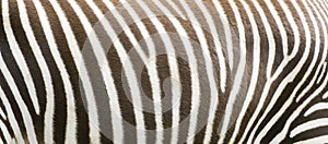 Zebra stripes photo