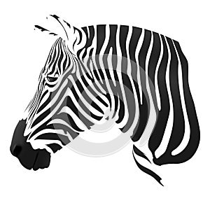 The Zebra stripes