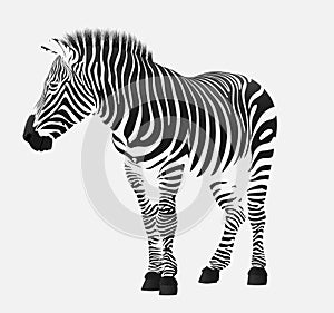 The zebra stripes