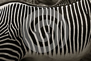 Zebra stripes