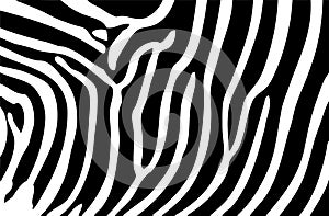 Zebra stripes background