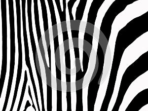 Zebra stripes background photo
