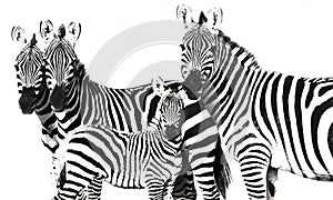 Zebra Stripes photo