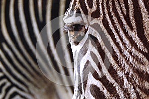 Zebra Stripes Living Animal Print
