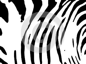 Zebra Stripes Pattern. abstract pattern, stripped background