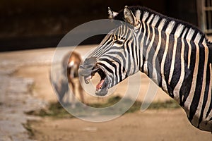 Zebra stripes portrait of savanna in nature