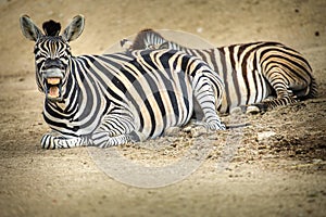 Zebra stripes portrait of savanna in nature