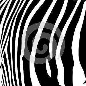 Zebra Stripes Vector