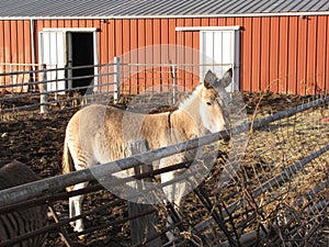 Zebra stripped donkey