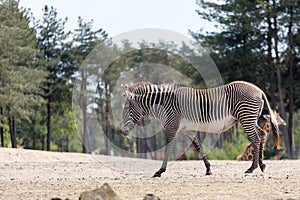 Zebra strolling in the safaripark photo
