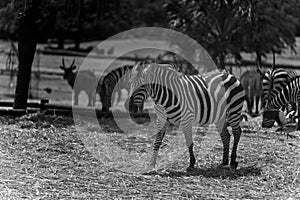 Zebra (subgenus Hippotigris), in the Safary of Ramat Gan Near Tel Aviv Israel