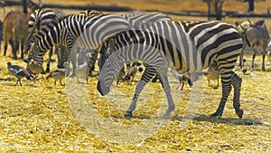 Zebra (subgenus Hippotigris), in the Safary of Ramat Gan Near Tel Aviv Israel