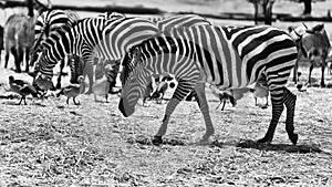 Zebra (subgenus Hippotigris), in the Safary of Ramat Gan Near Tel Aviv Israel