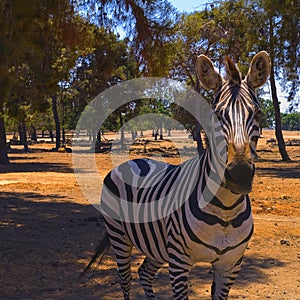 Zebra (subgenus Hippotigris), in the Safary of Ramat Gan Near Tel Aviv Israel