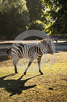 Zebra (subgenus Hippotigris) walking through the park surrounded by trees during daytime