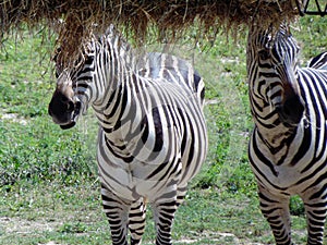 Zebra