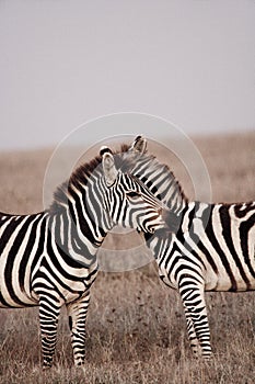 Zebra at sunset in the Maasai Mara National Park, Kenya