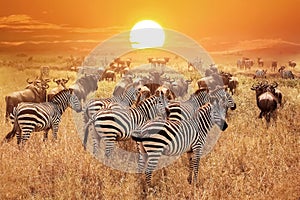 Zebra at sunset in the Serengeti National Park. Africa. Tanzania