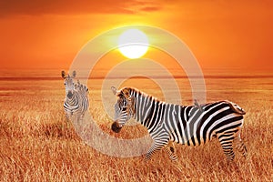 Zebra at sunset in the Serengeti National Park. Wild life of Africa.