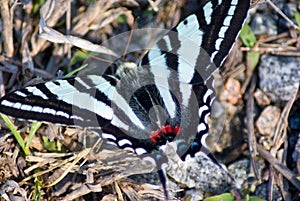 Zebra Swallowtail