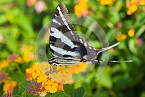 Zebra Swallowtail