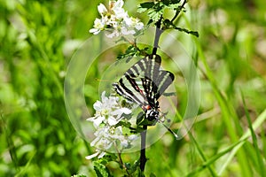 Zebra swallowtail butterfly