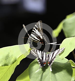 Zebra Swallowtail Butterfly