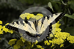 Zebra Swallowtail butterfly