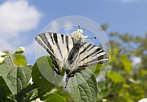 Zebra Swallowtail Butterfly