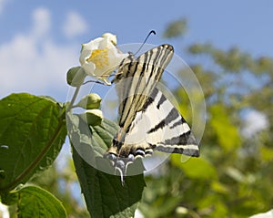 Zebra Swallowtail Butterfly