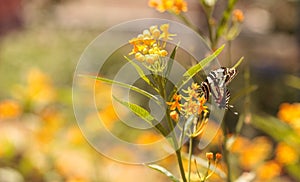 Zebra swallowtail butterfly, Eurytides marcellus