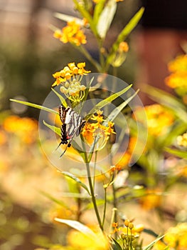 Zebra swallowtail butterfly, Eurytides marcellus