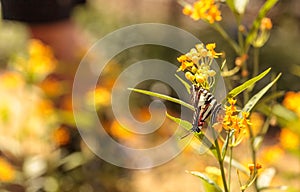 Zebra swallowtail butterfly, Eurytides marcellus