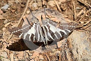 A zebra swallowtail butterfly on ground