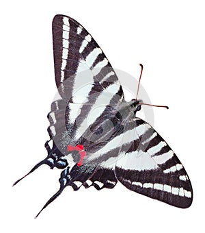 Zebra Swallowtail Butterfly Isolated photo