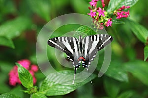 Zebra Swallowtail Butterfly photo