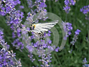 Zebra swallowtail butterfly in rows of lavender