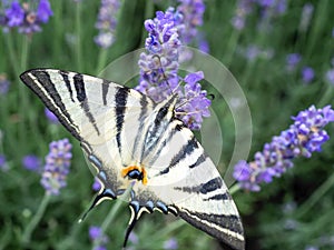 Zebra swallowtail butterfly in rows of lavender