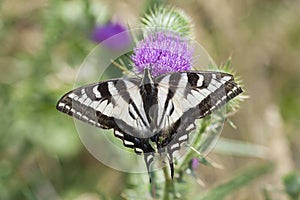 Zebra Swallowtail Butterfly Sunbathing on a Thistle