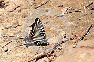 Zebra Swallowtail (Eurytides marcellus)